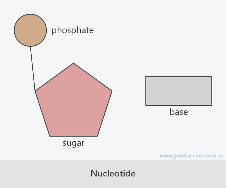 nucleotide dna subunit