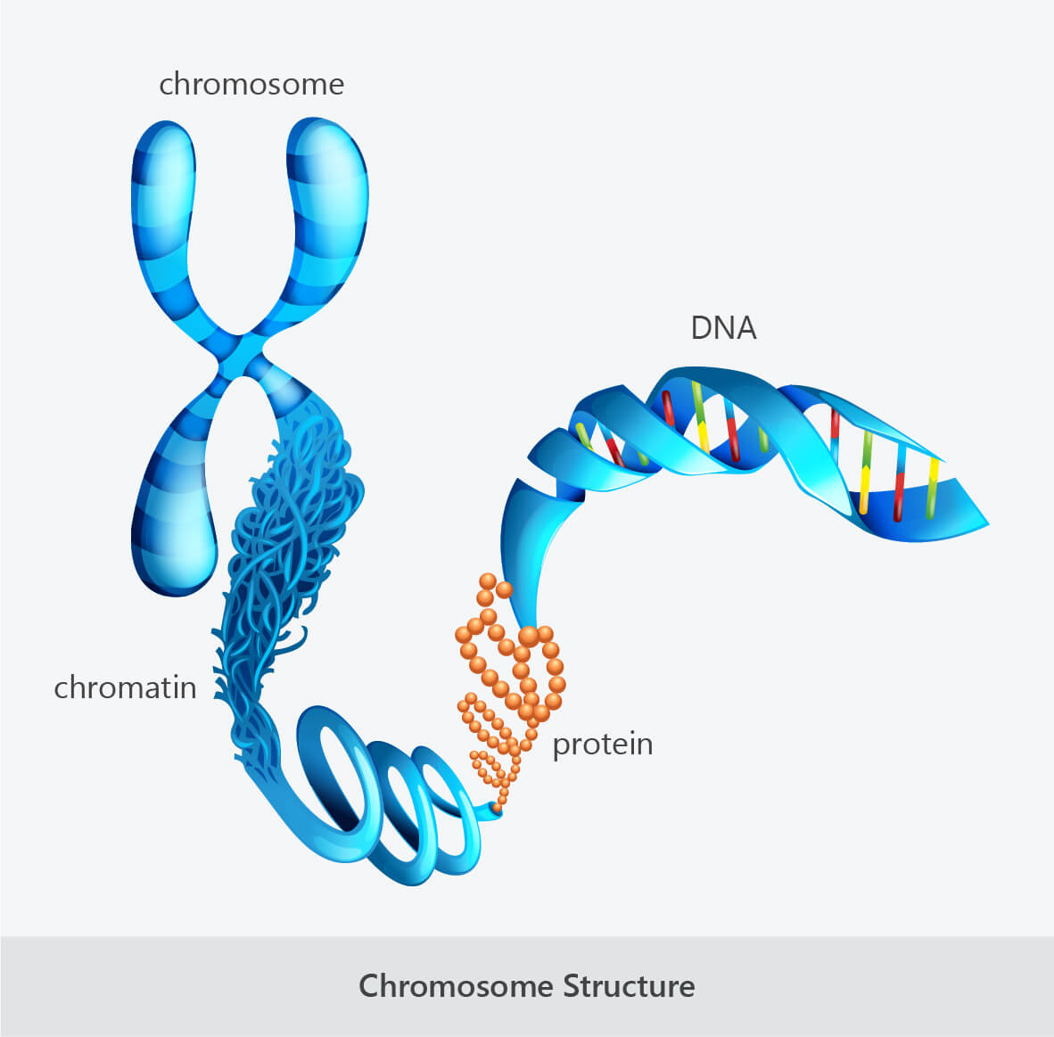 Chromosomes, Diploid Cells and Haploid Cells | Good Science