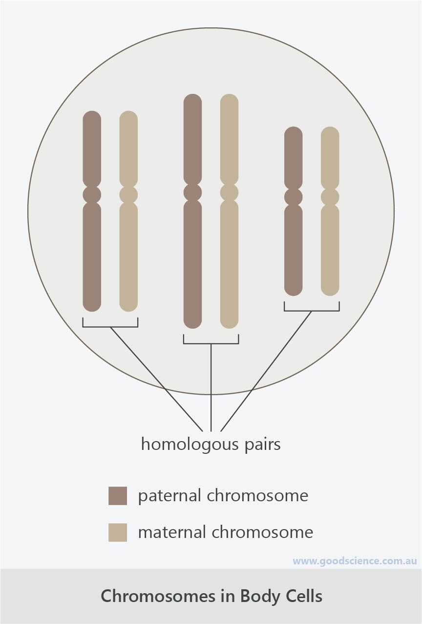 Chromosomes, Diploid Cells and Haploid Cells Good Science