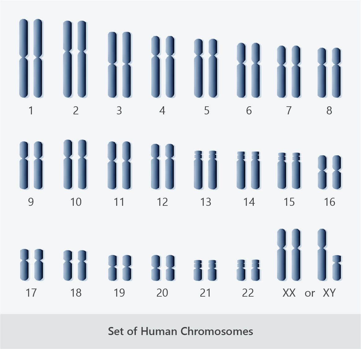 Chromosomes, Diploid Cells and Haploid Cells Good Science