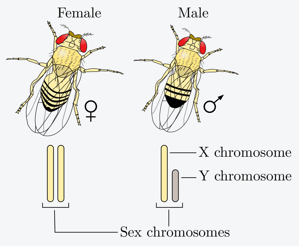 Chromosomes, Diploid Cells and Haploid Cells Good Science