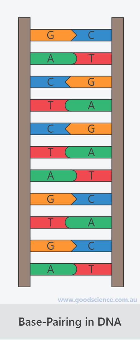 base-pairing dna