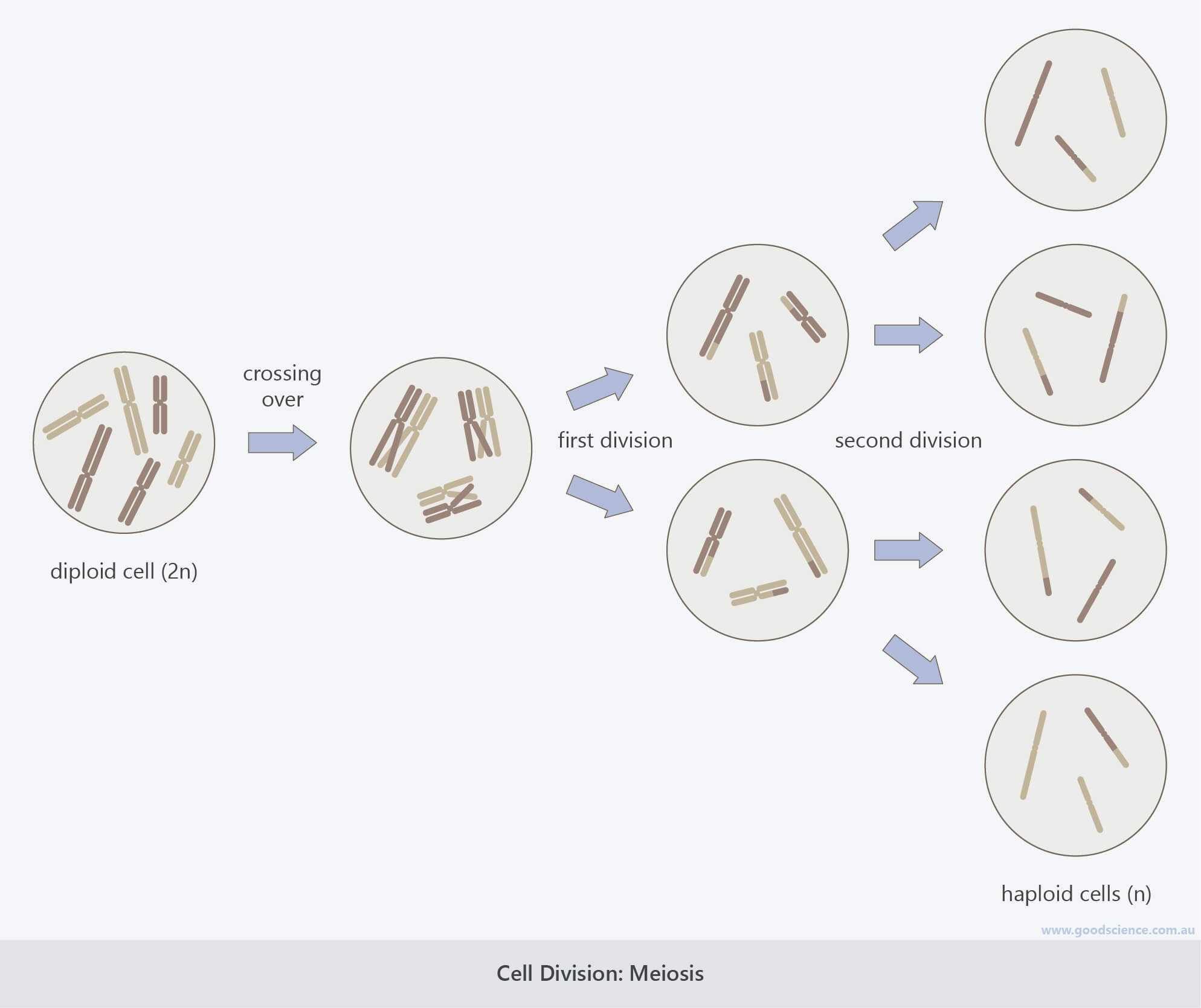 Cell Division Dna Replication Mitosis And Meiosis Good Science