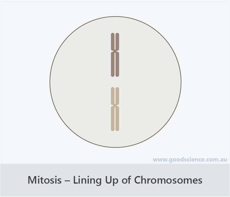 Cell Division โ DNA Replication, Mitosis and Meiosis Biology Diagrams