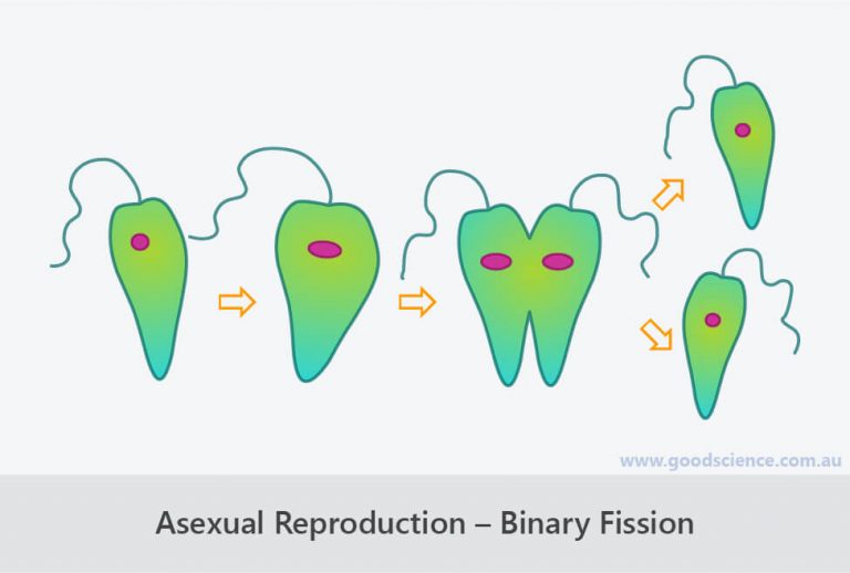 Asexual and Sexual Reproduction Good Science