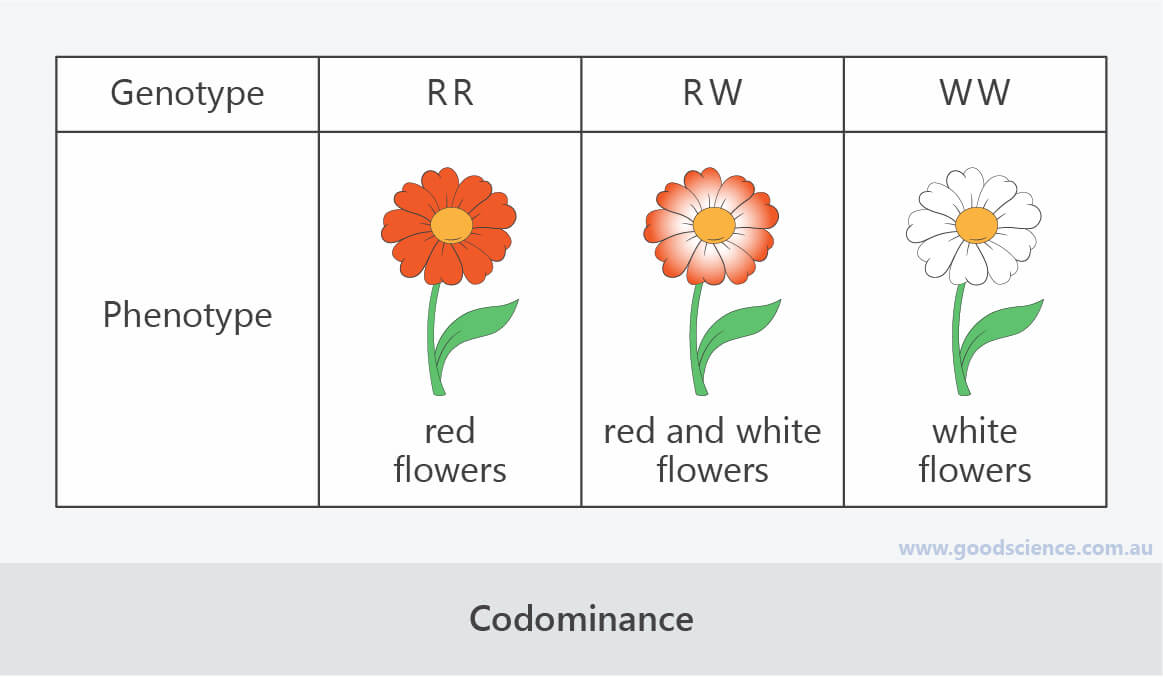 write a hypothesis that describes how genetic dominance occurs