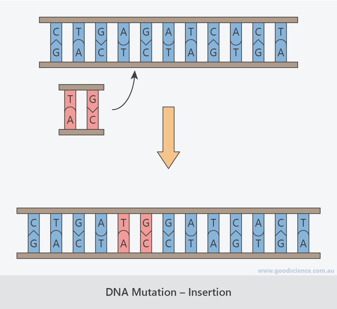 Frameshift Mutation Biology Definition at Teresa Richardson blog