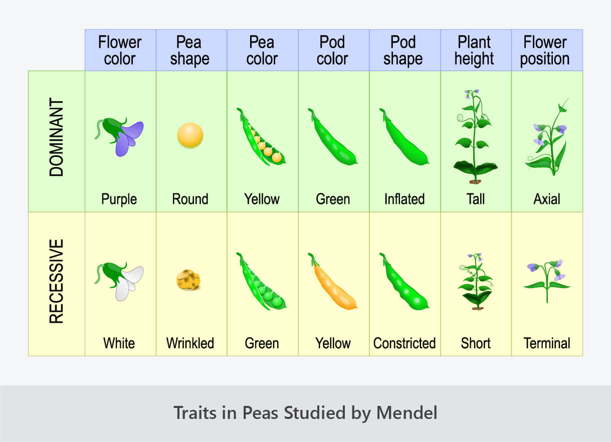 mendelian-genetics-good-science