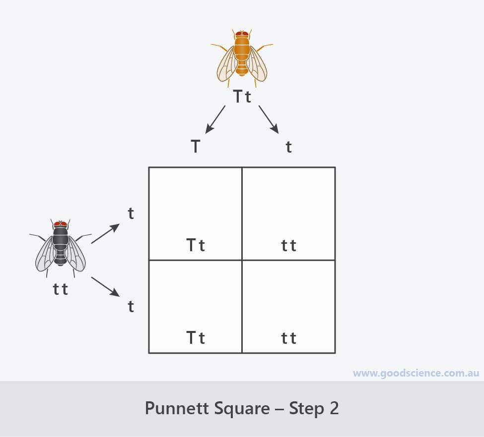 Squares Good Science