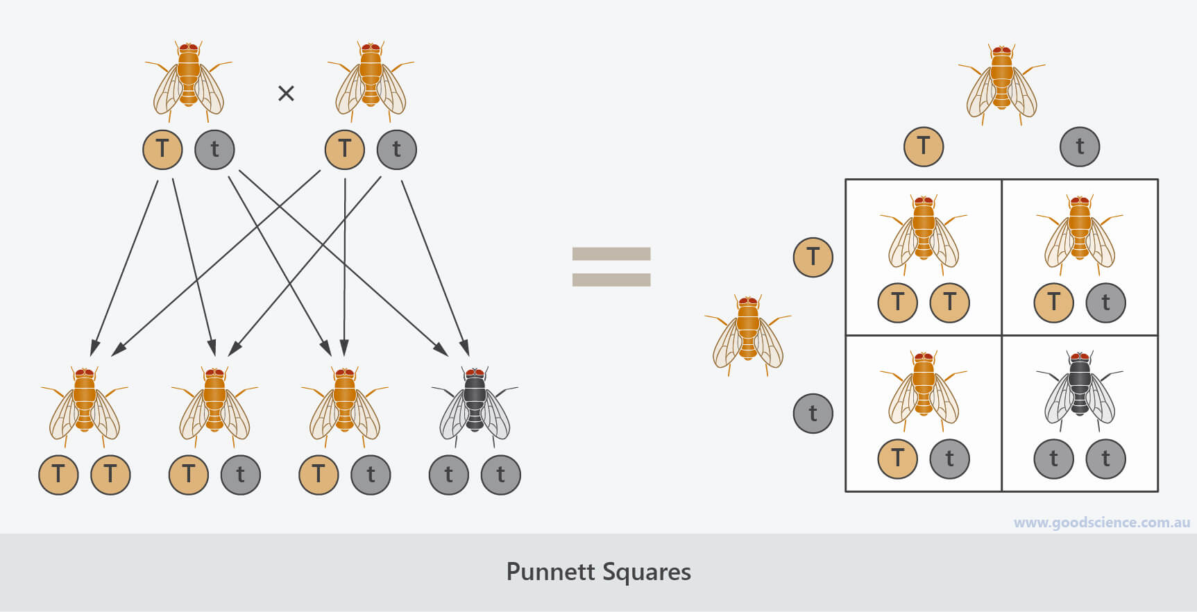 Punnett Squares Good Science