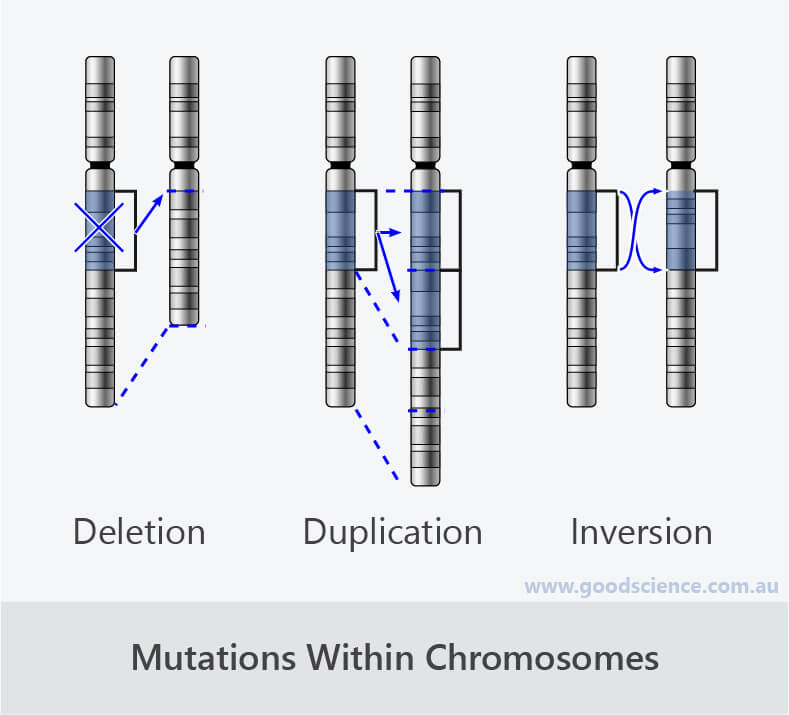 Genetic Mutation Biology Diagrams