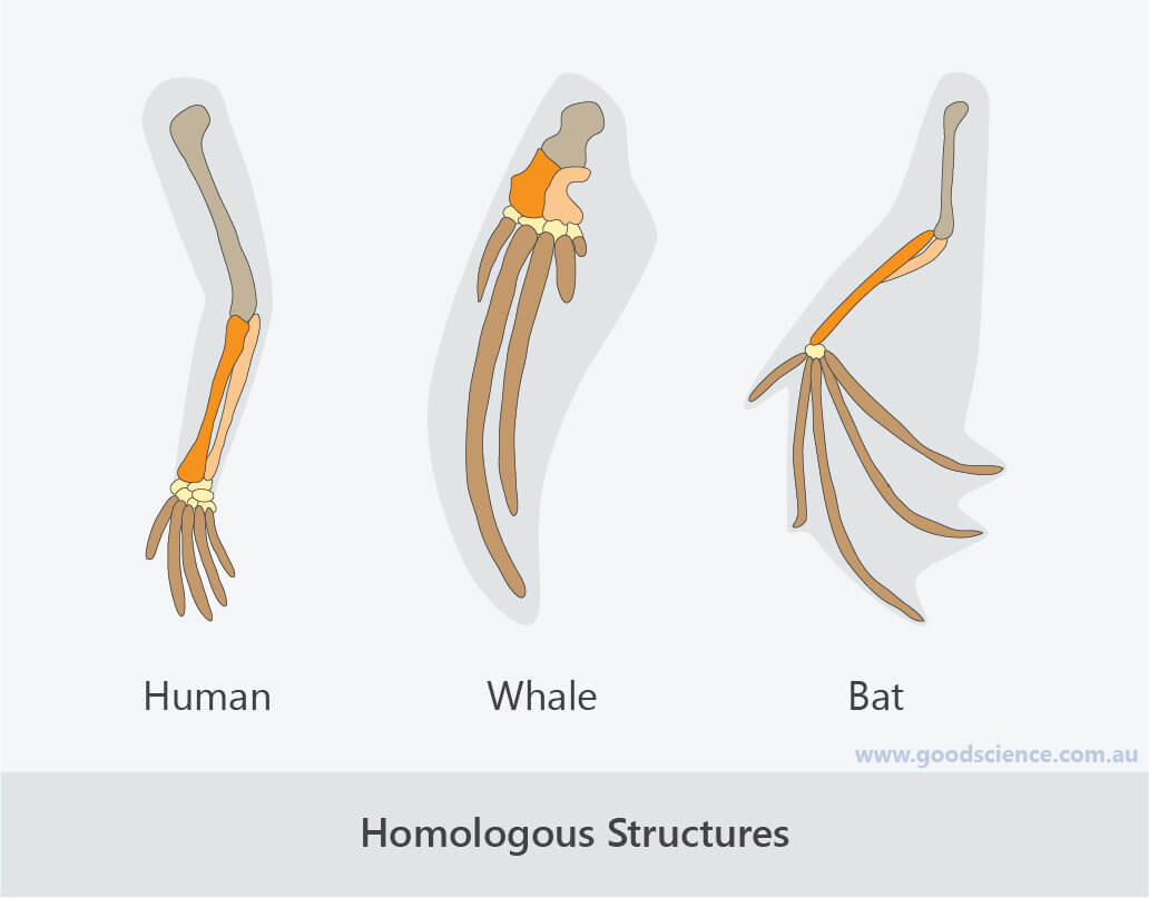 What Is Homologous Structures