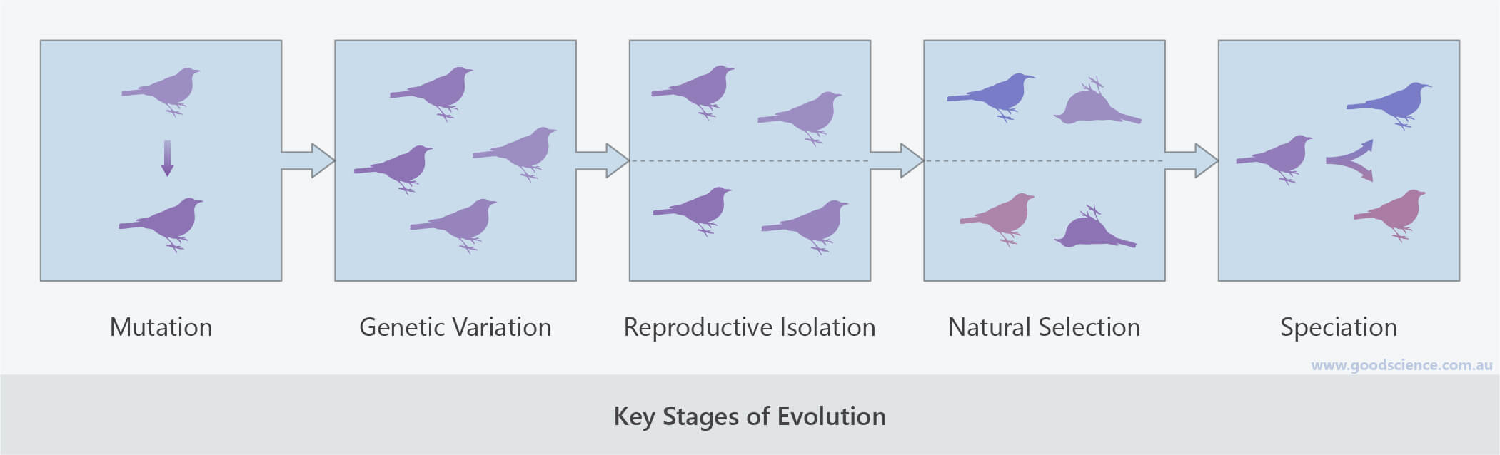 Evolution In Action Statistical Analysis – FMXR