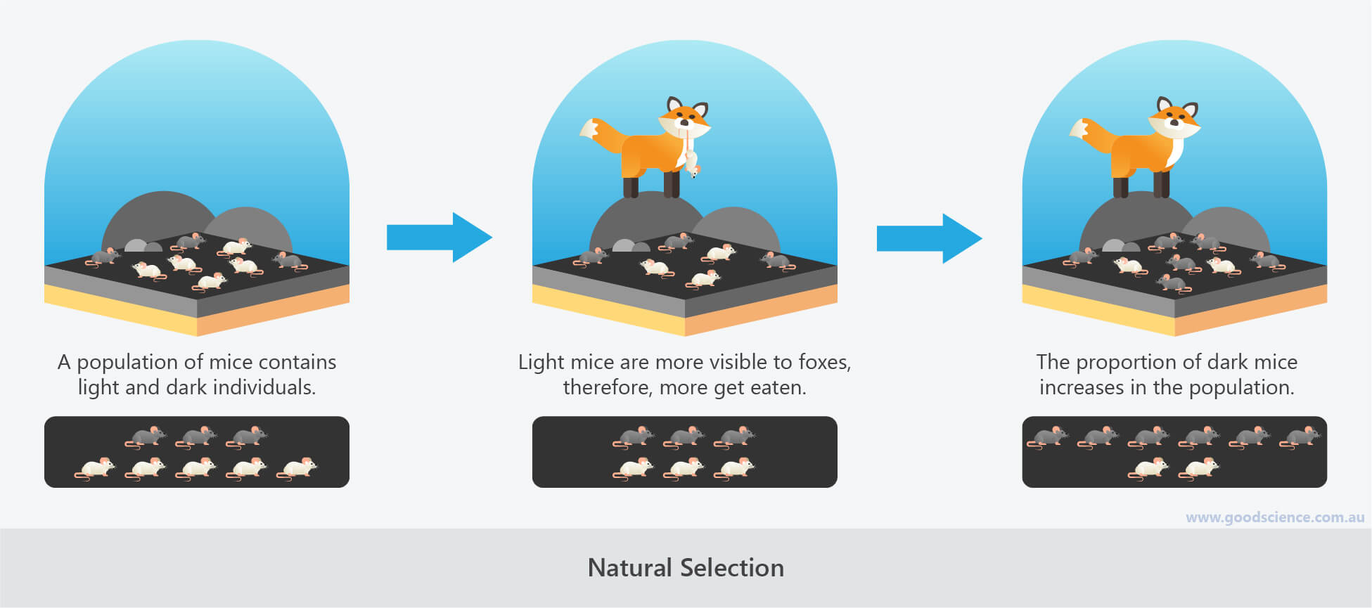 What Is Natural Selection Process at Hayden Cutlack blog