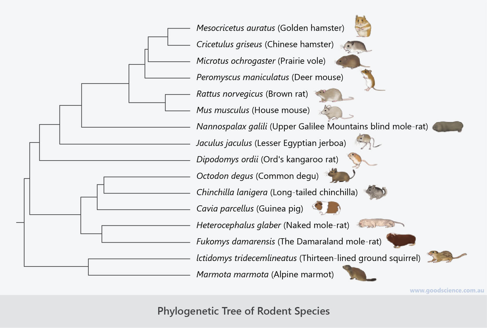 Evolution The Process Good Science
