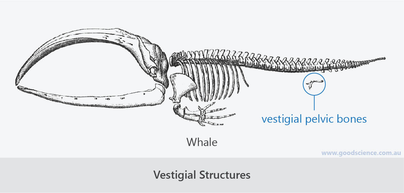 Evolution The Evidence Good Science