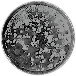 xenon tetrafluoride crystals noble gas compound