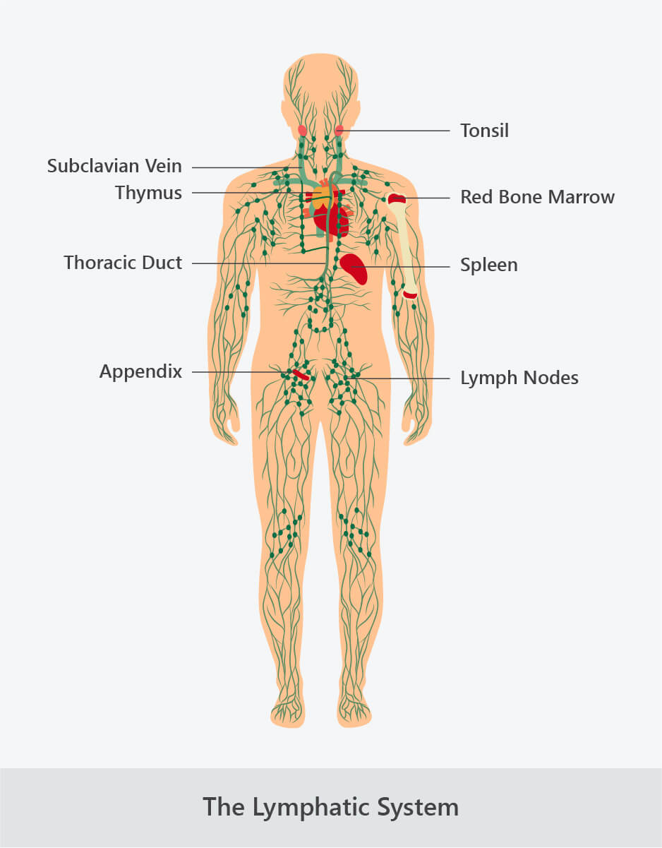the lymphatic system