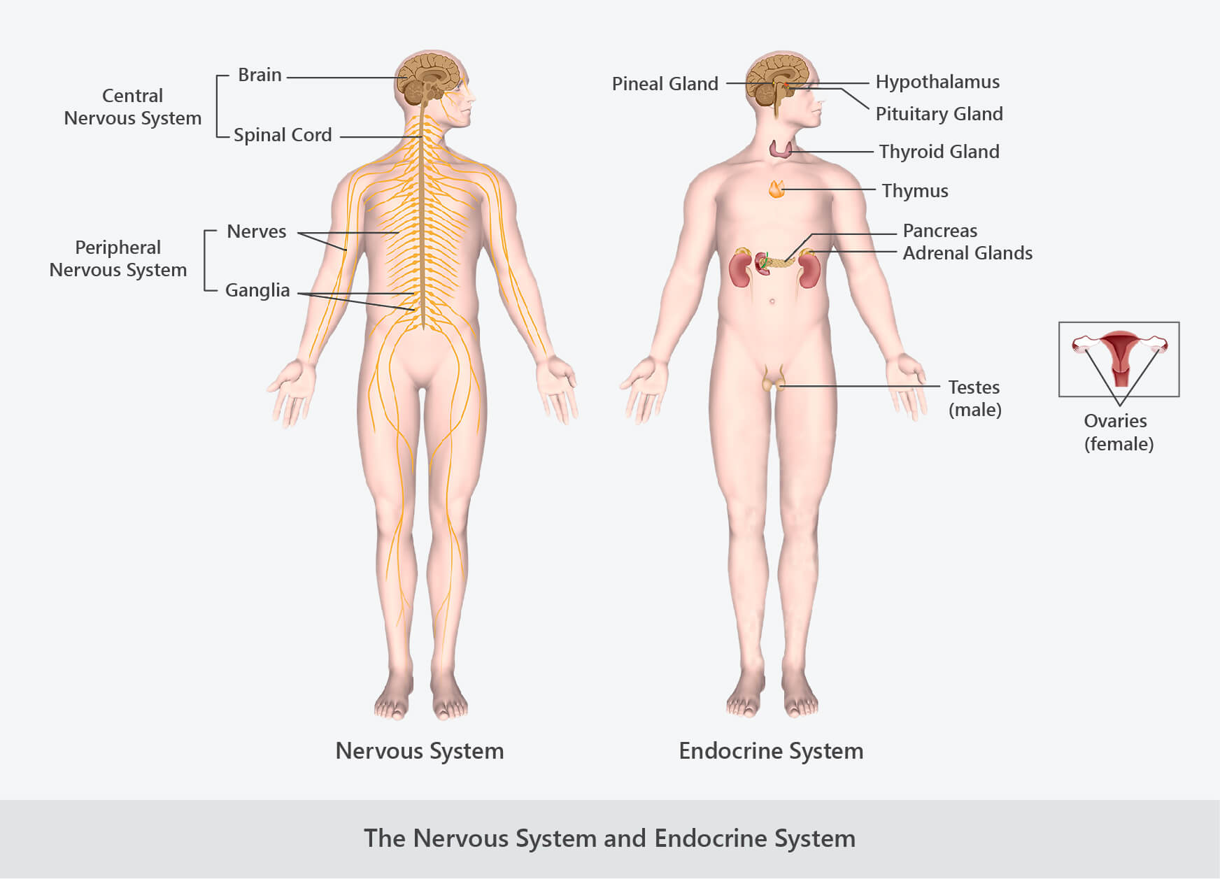 the nervous system and endocrine system