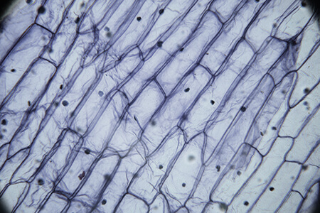 cells under light microscope