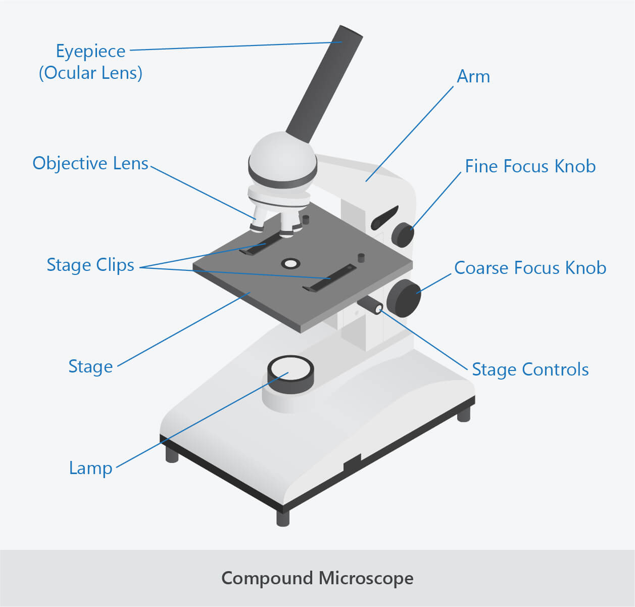 compound microscope labelled
