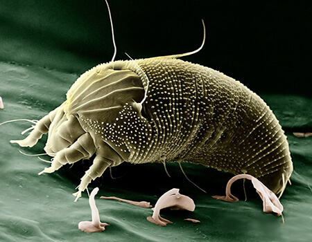 scanning electron microscope image dust mite