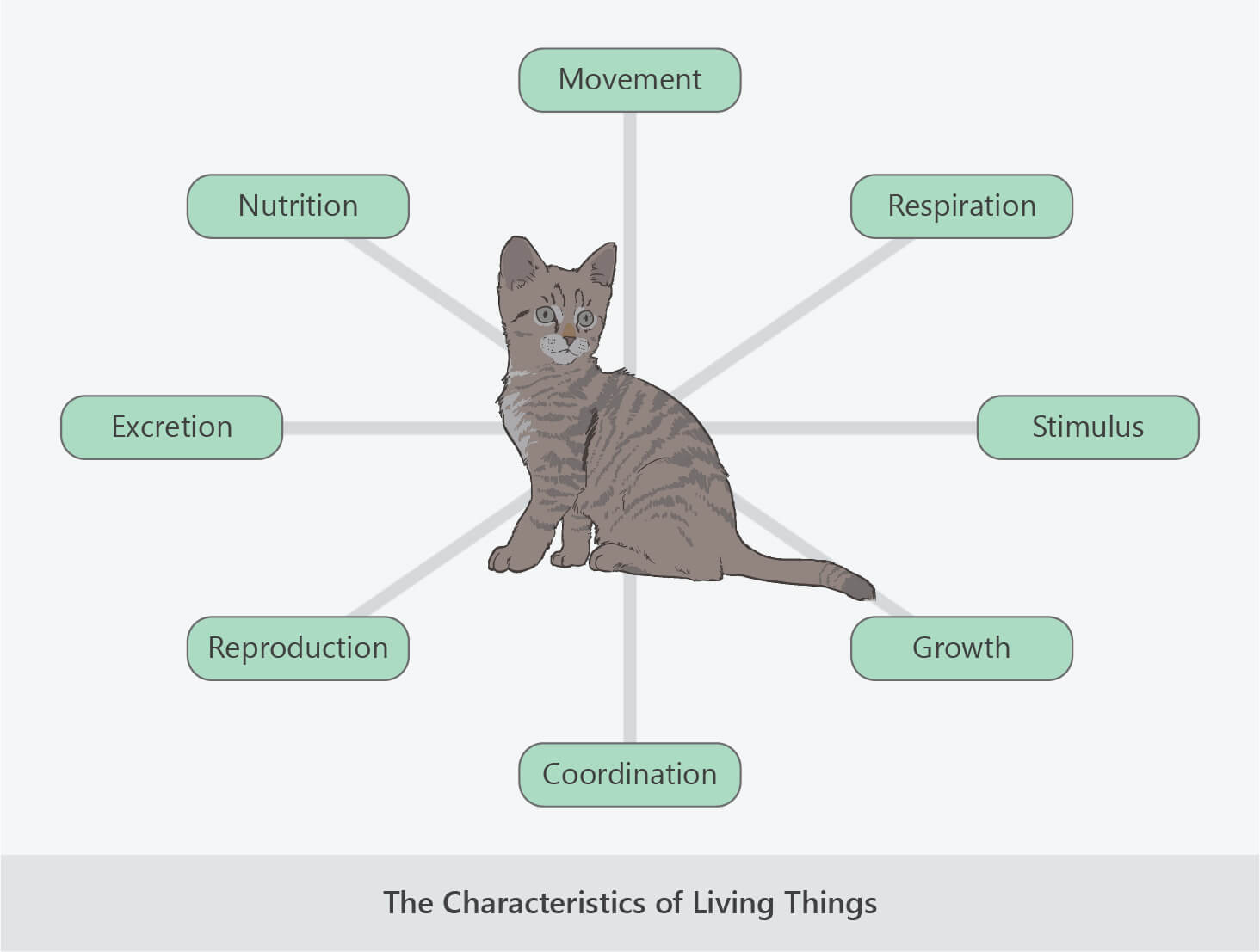 mrsgren characteristics of living things