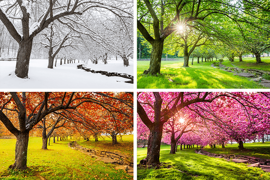 the four seasons trees